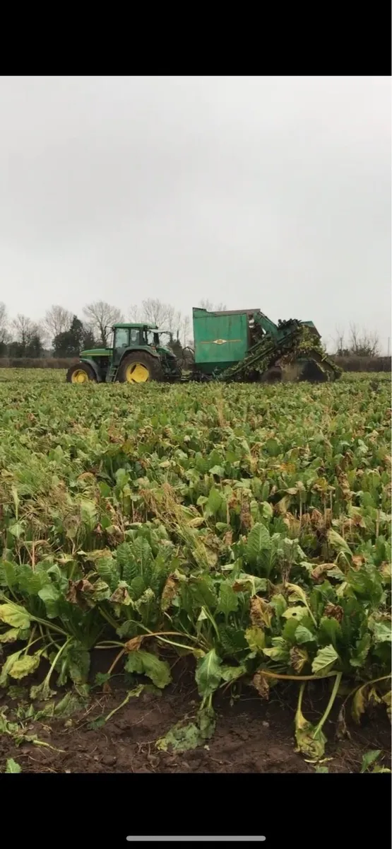 Fodder Beet - Image 2