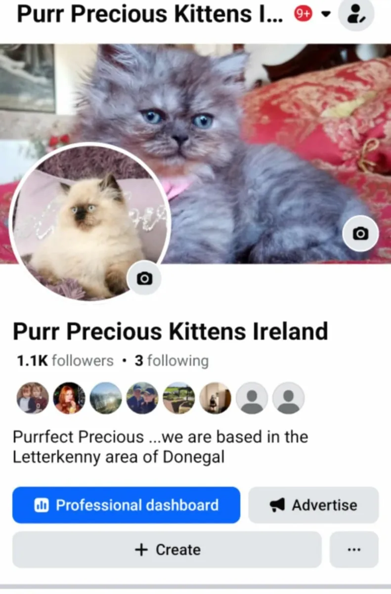 MARMADUKE..3/4 bred  MALE Persian KITTEN - Image 3