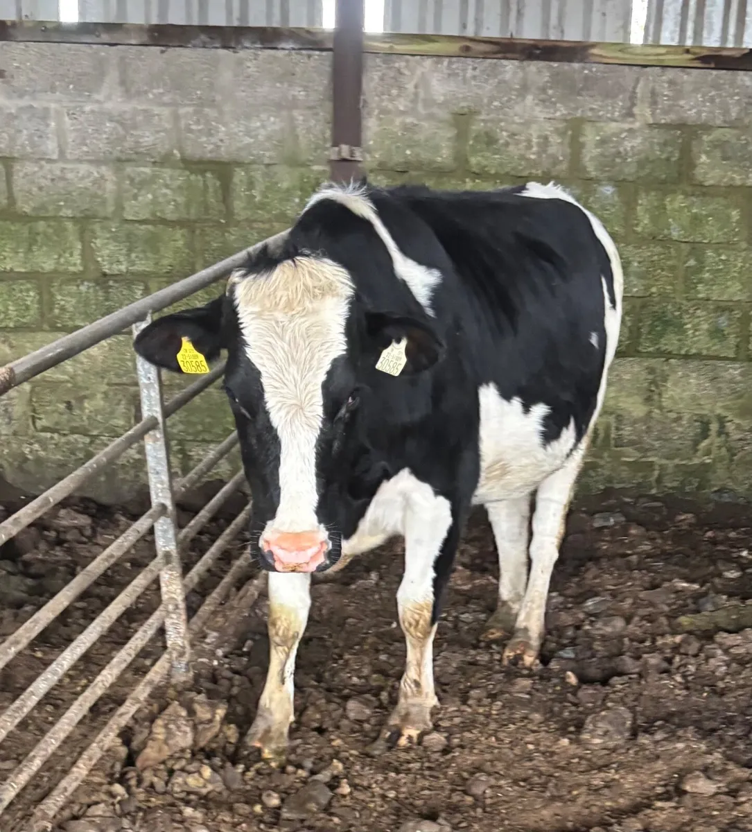 In calf Friesan heifers - Image 1