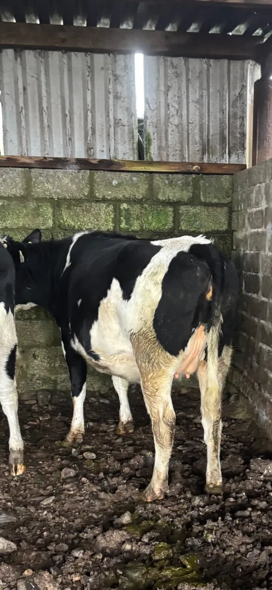 In calf Friesan heifers - Image 3