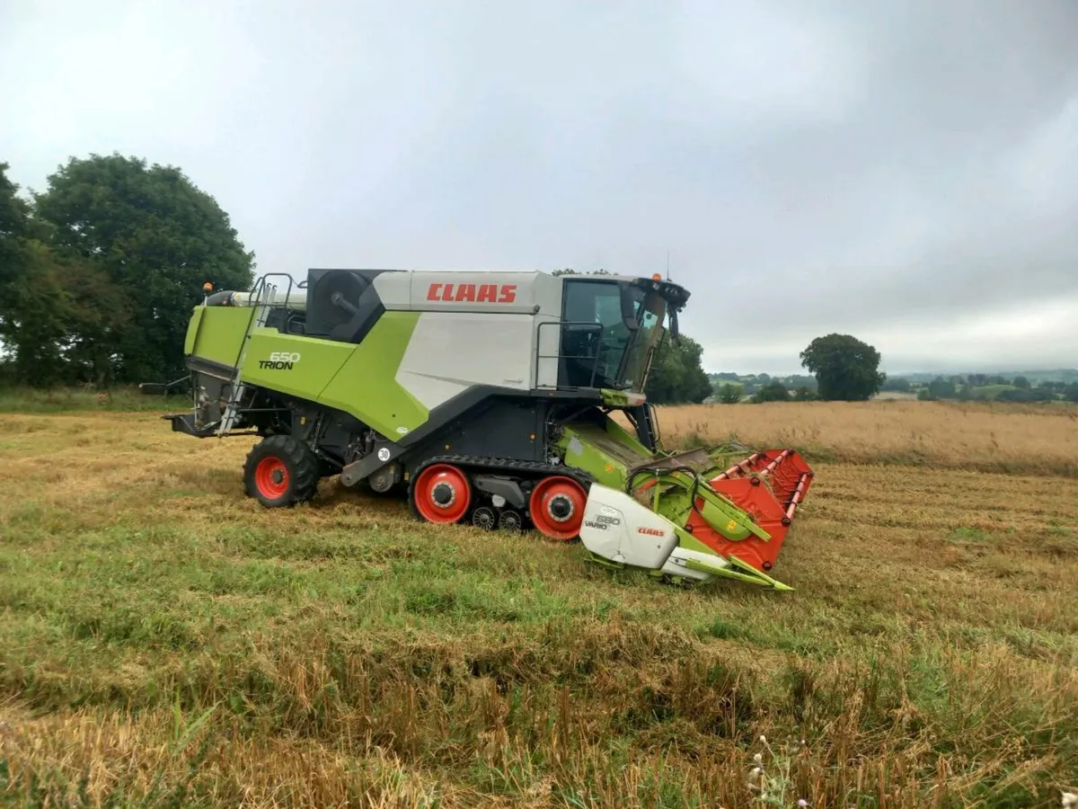 Organic combi crop - Image 2