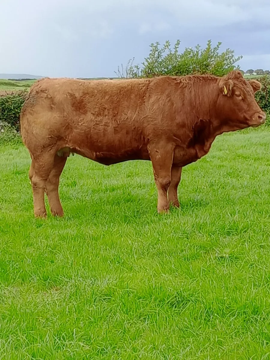 Springers for Dowra mart 5th Nov - Image 1