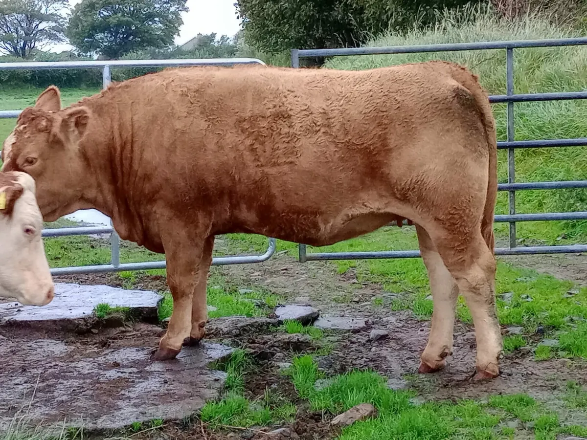 Springers for Dowra mart 5th Nov - Image 2