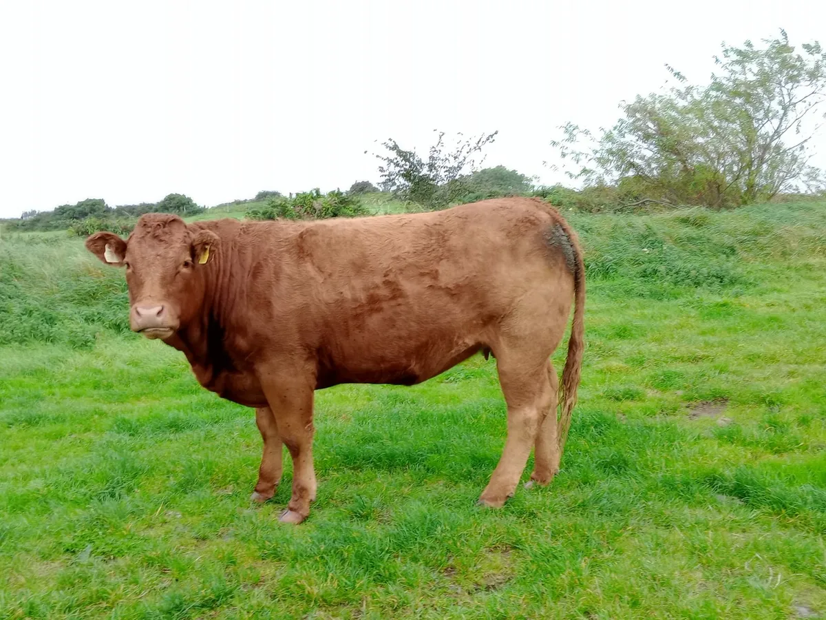 Springers for Dowra mart 5th Nov - Image 3