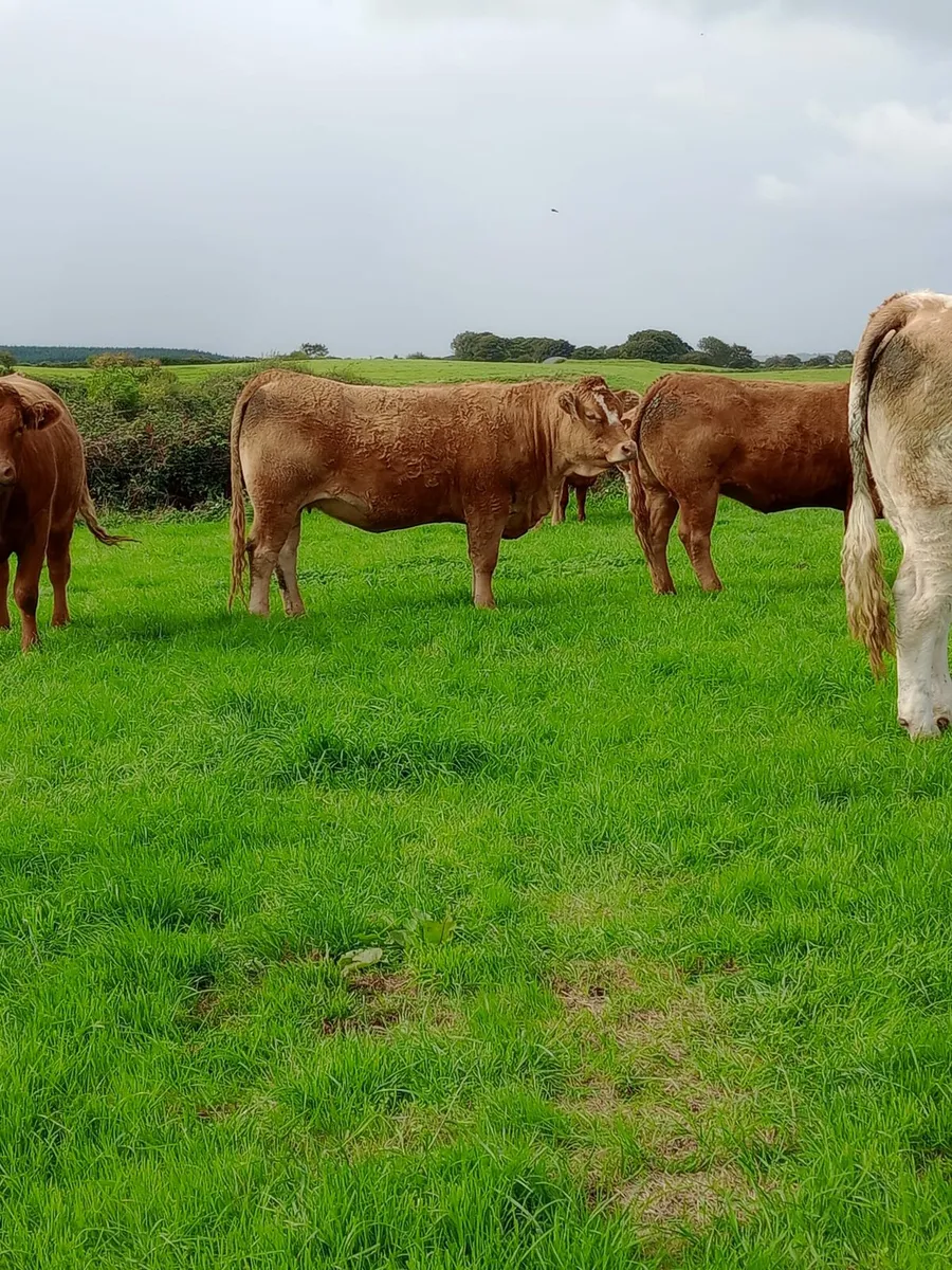 Springers for Dowra mart 5th Nov - Image 4