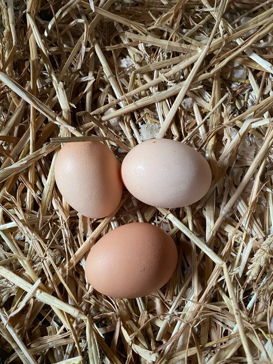 Hatching eggs/ day old chicks - Image 1
