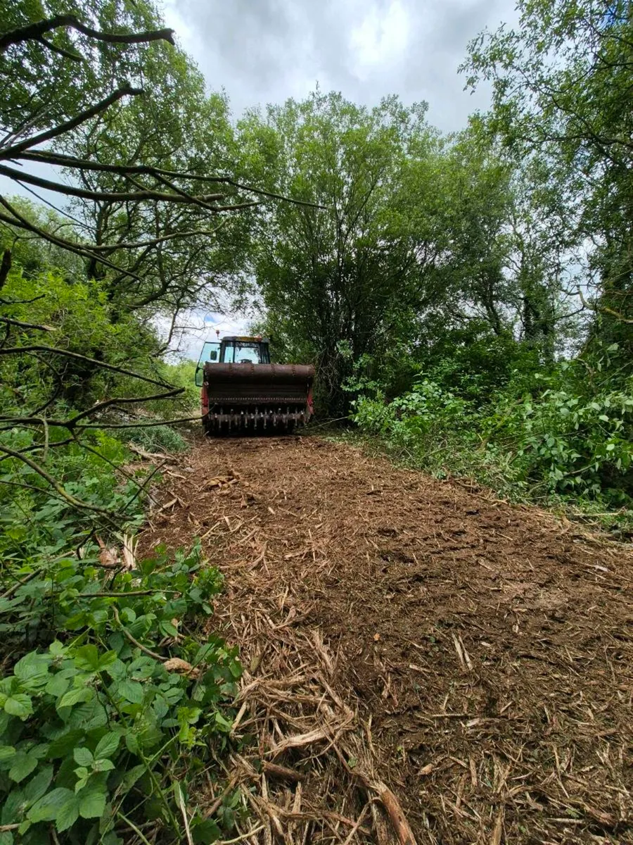 Forestry Mulching/Stump Removal/Land Reclamation - Image 4
