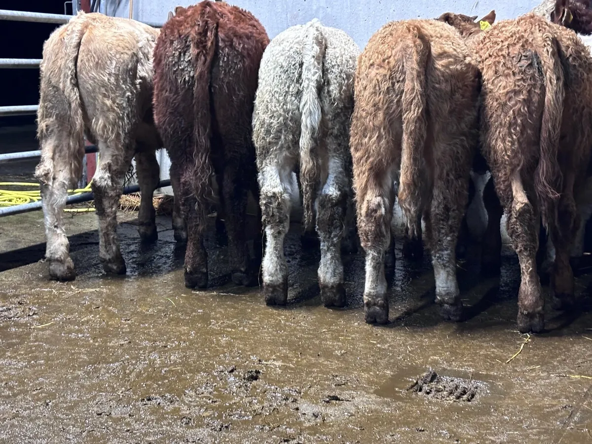 6 smashing Charlaois & Limision bull Weanlings for - Image 2