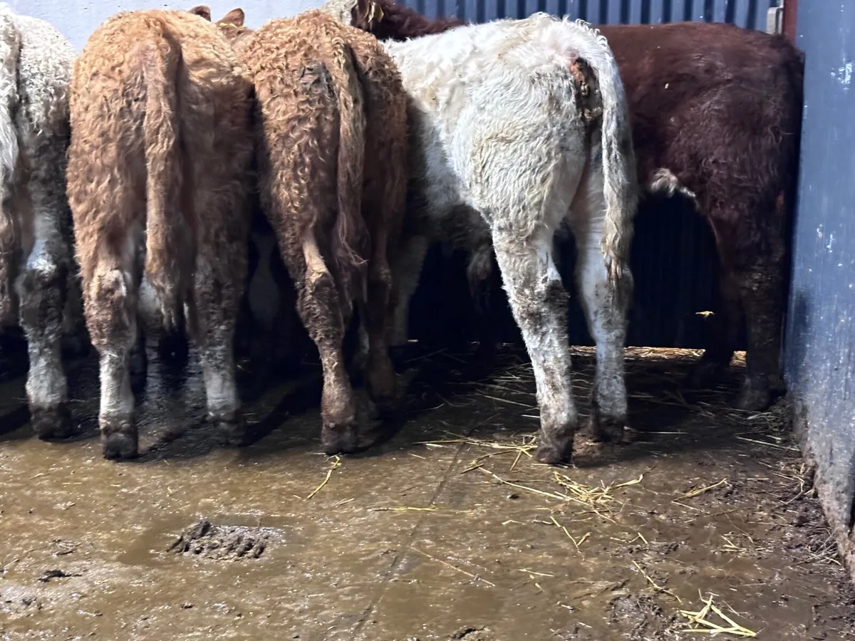 6 smashing Charlaois & Limision bull Weanlings for - Image 3