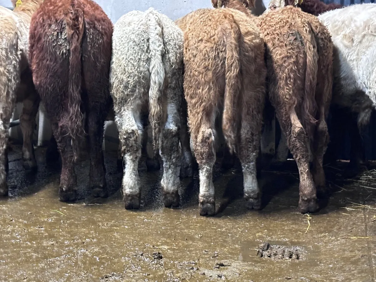 6 smashing Charlaois & Limision bull Weanlings for - Image 1