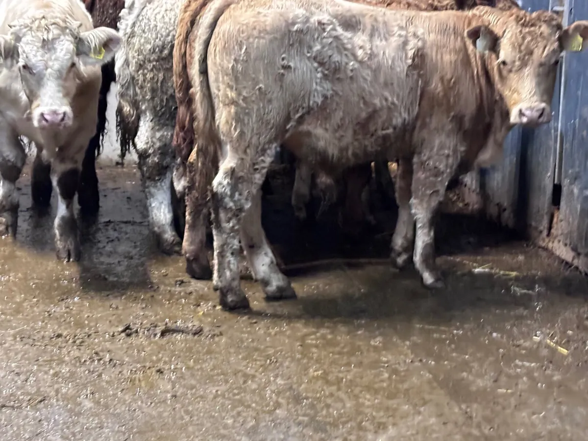 6 smashing Charlaois & Limision bull Weanlings for - Image 4