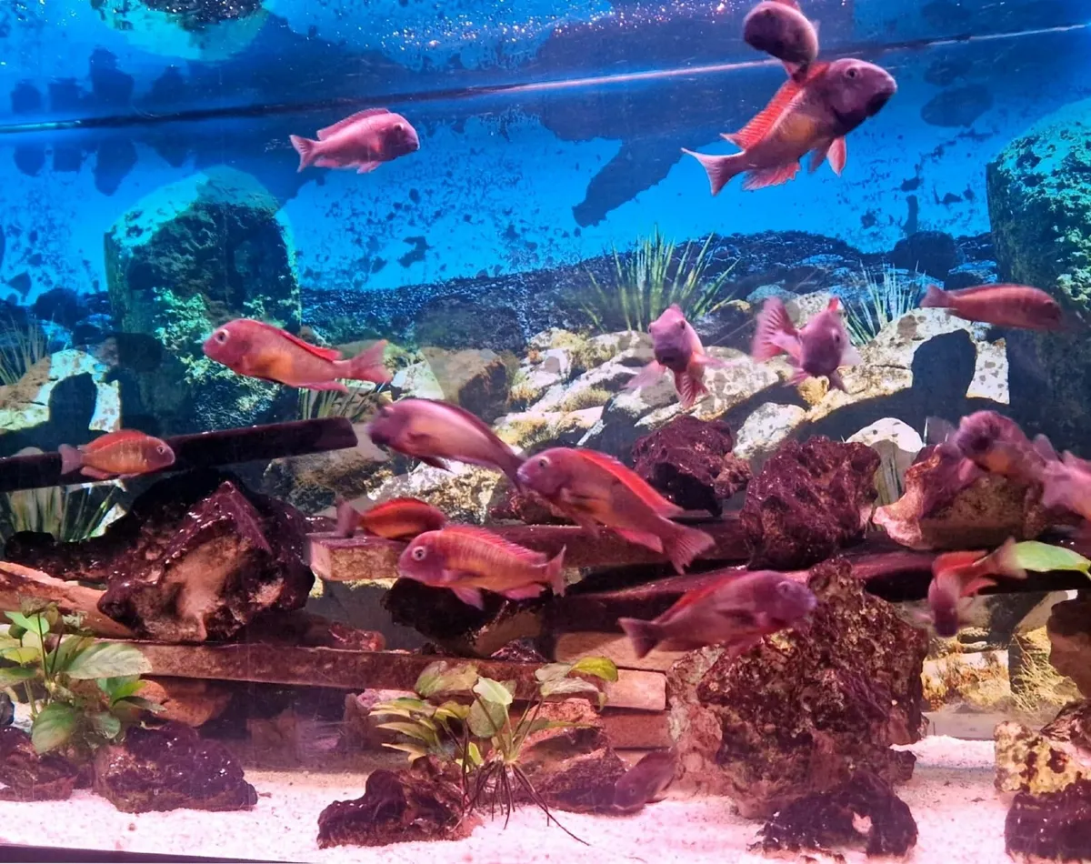 Tropheus Red Rainbow