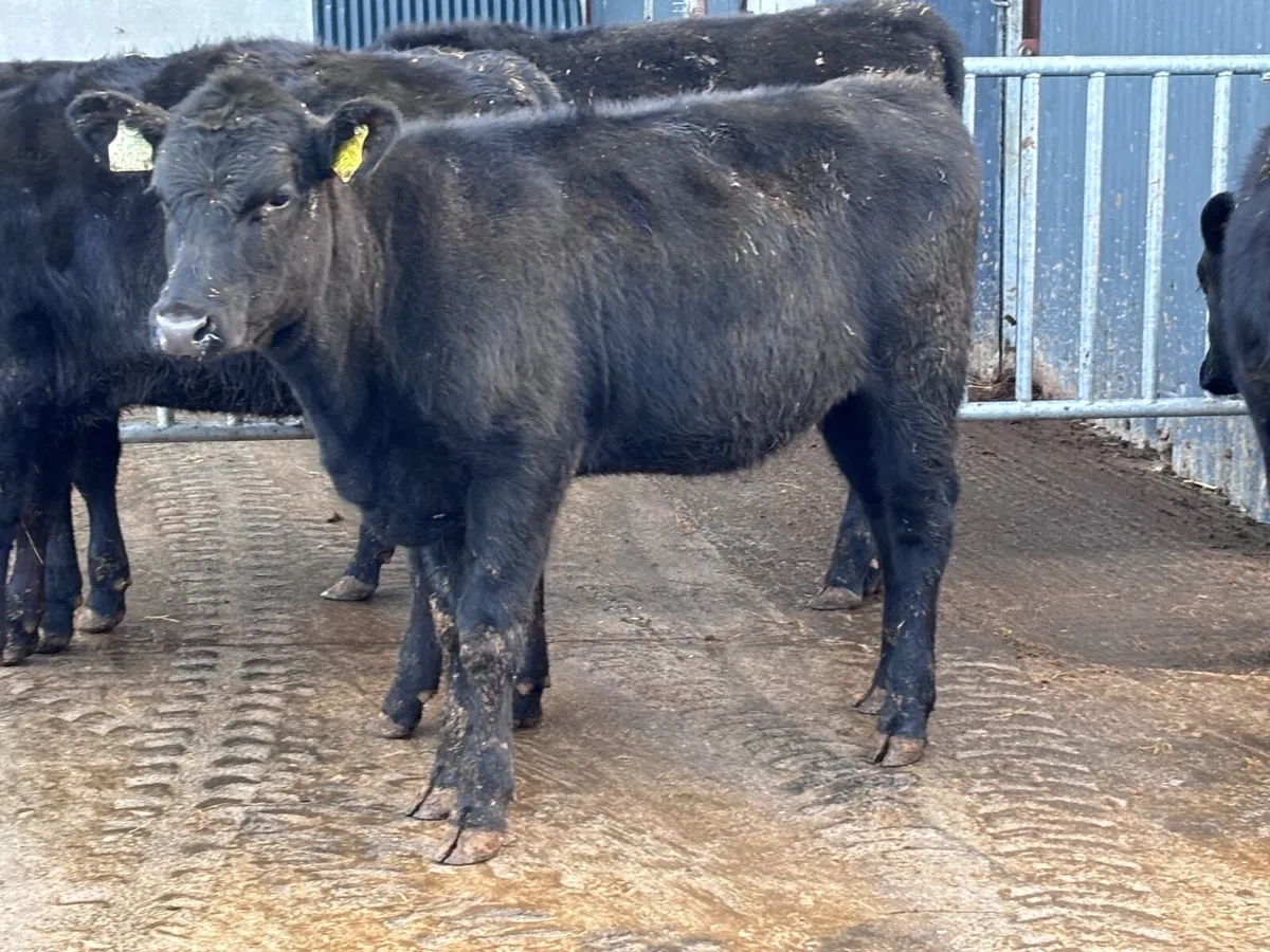 5 ABERDEEN ANGUS WEANLING HEIFERS for sale - Image 2