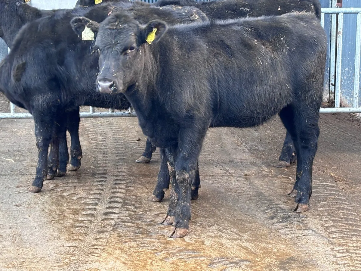 5 ABERDEEN ANGUS WEANLING HEIFERS for sale - Image 3