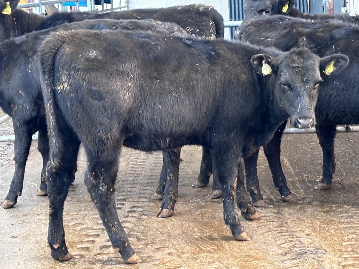 5 ABERDEEN ANGUS WEANLING HEIFERS for sale - Image 4