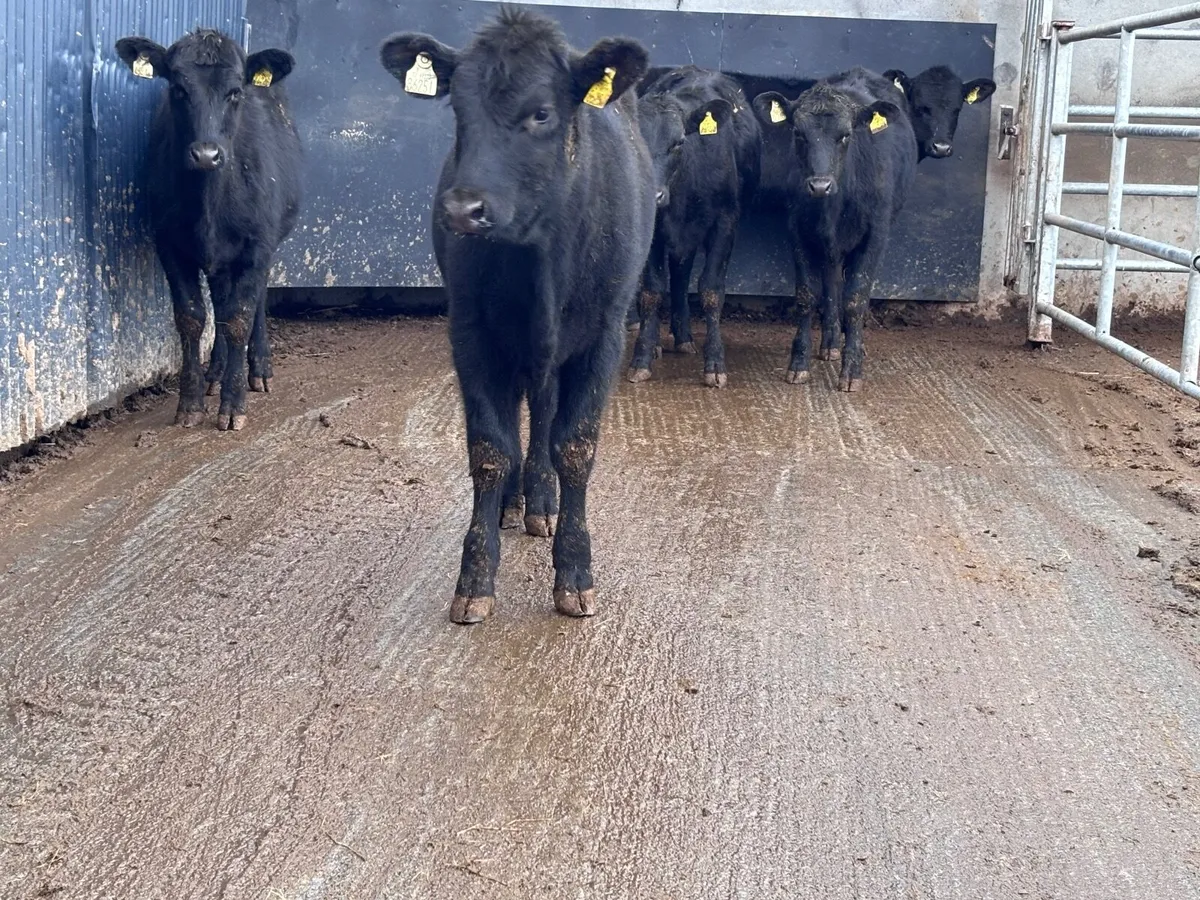 5 ABERDEEN ANGUS WEANLING HEIFERS for sale - Image 1