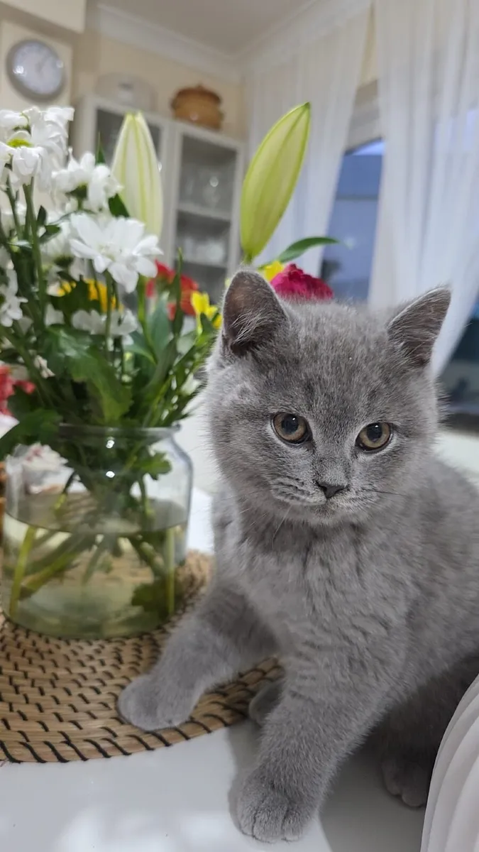 british shorthair kitten - Image 1