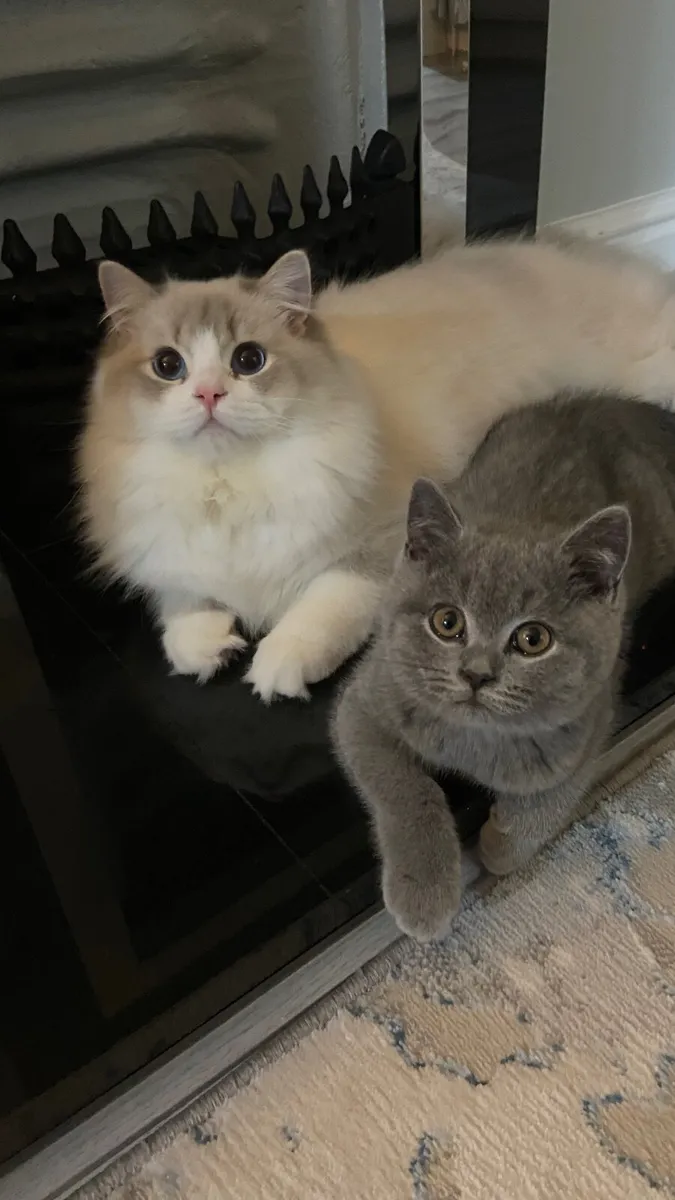 british shorthair kitten - Image 2