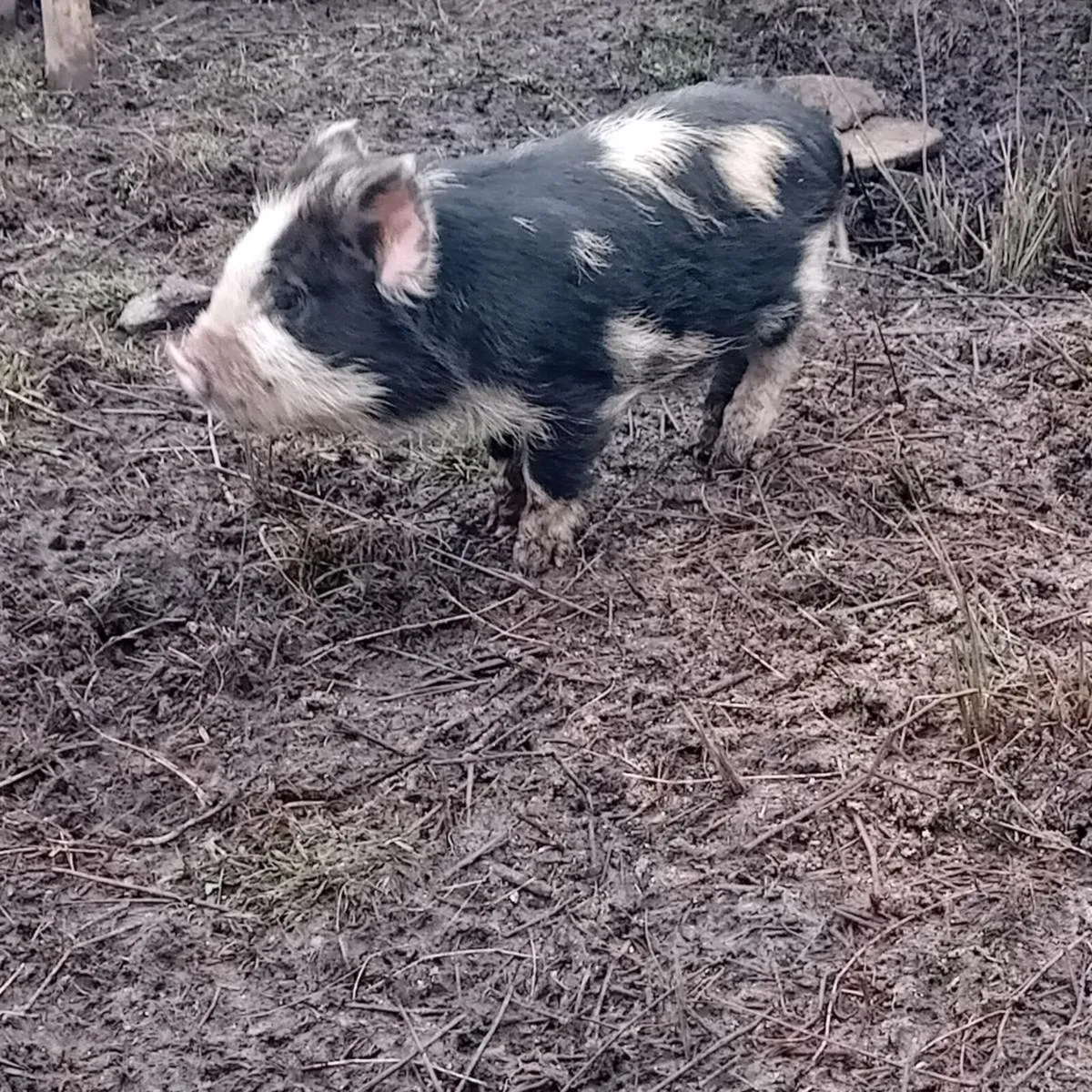 Kuhn kuhn pig - Image 1