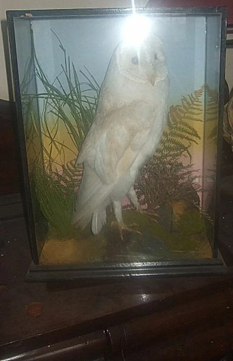 Vintage Taxidermy Barn Owl & Display Case - Image 2