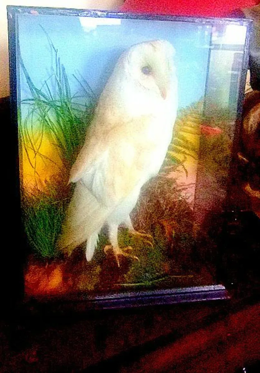 Vintage Taxidermy Barn Owl & Display Case - Image 1