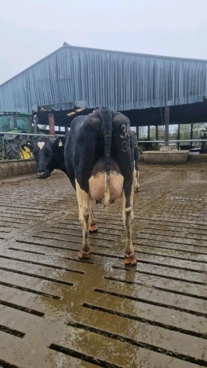FRESHLY CALVED COWS - Image 2