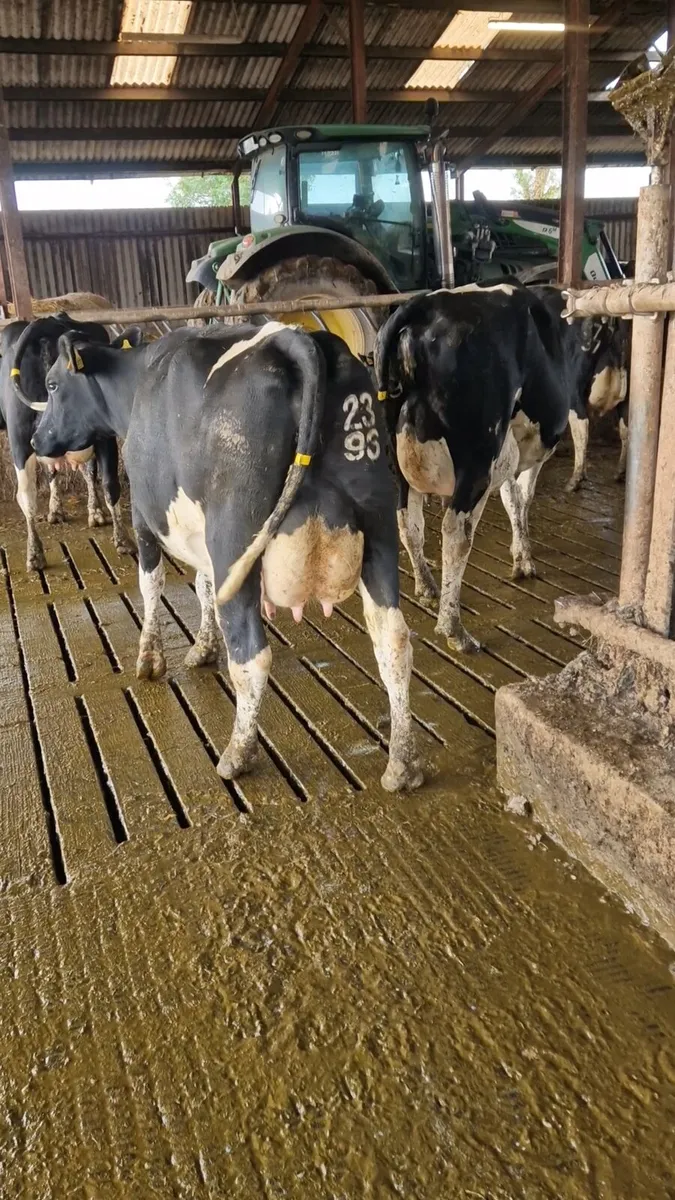 FRESHLY CALVED COWS - Image 3