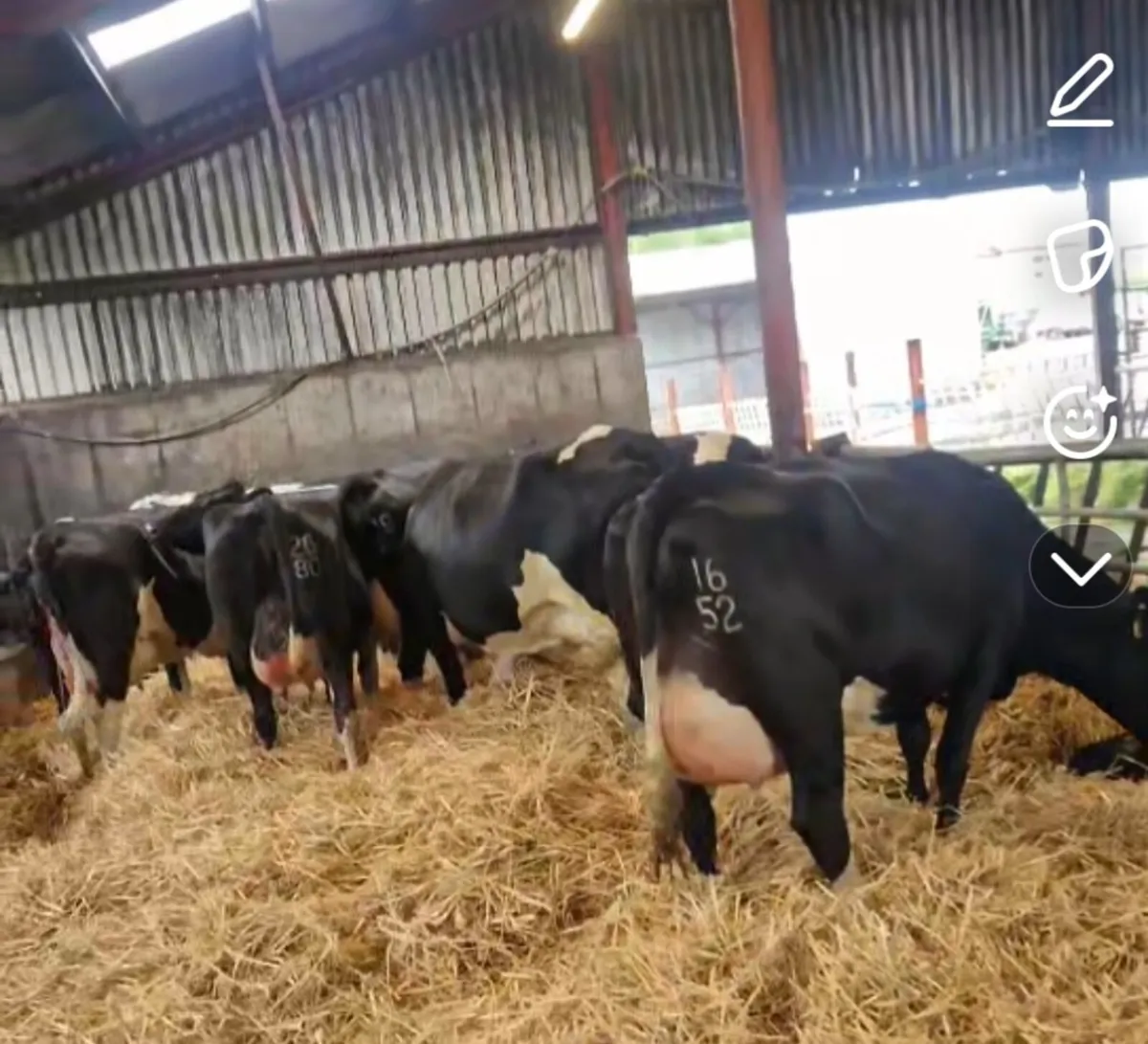 FRESHLY CALVED COWS - Image 1