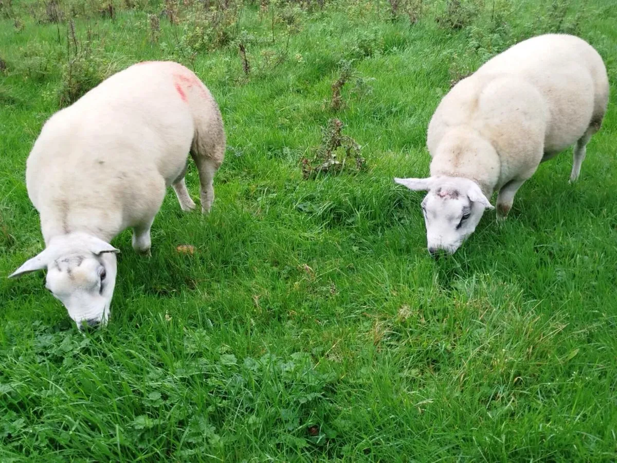 2 PBNR 3YR OLD TEXAL RAMS - Image 2