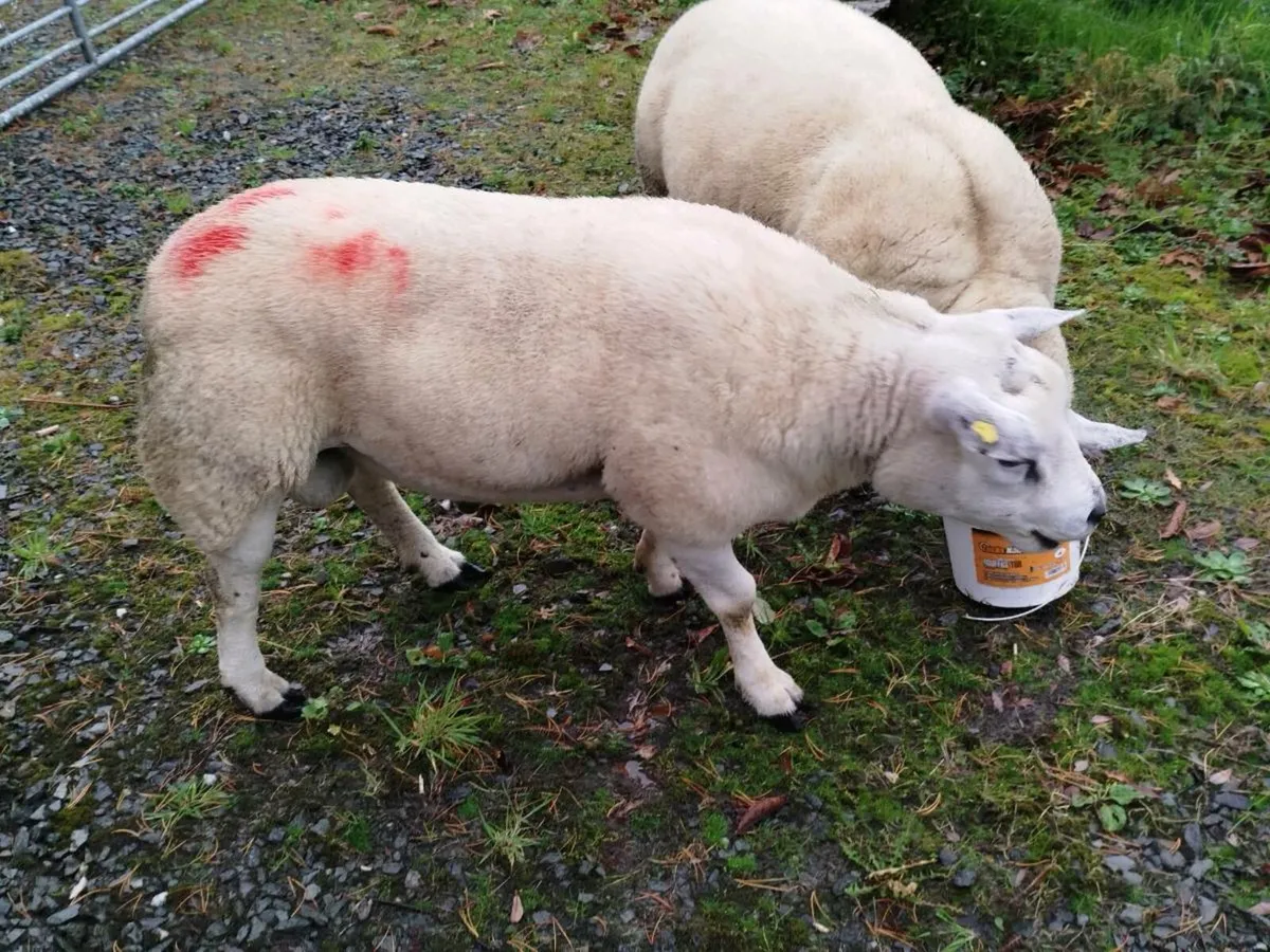 2 PBNR 3YR OLD TEXAL RAMS - Image 3