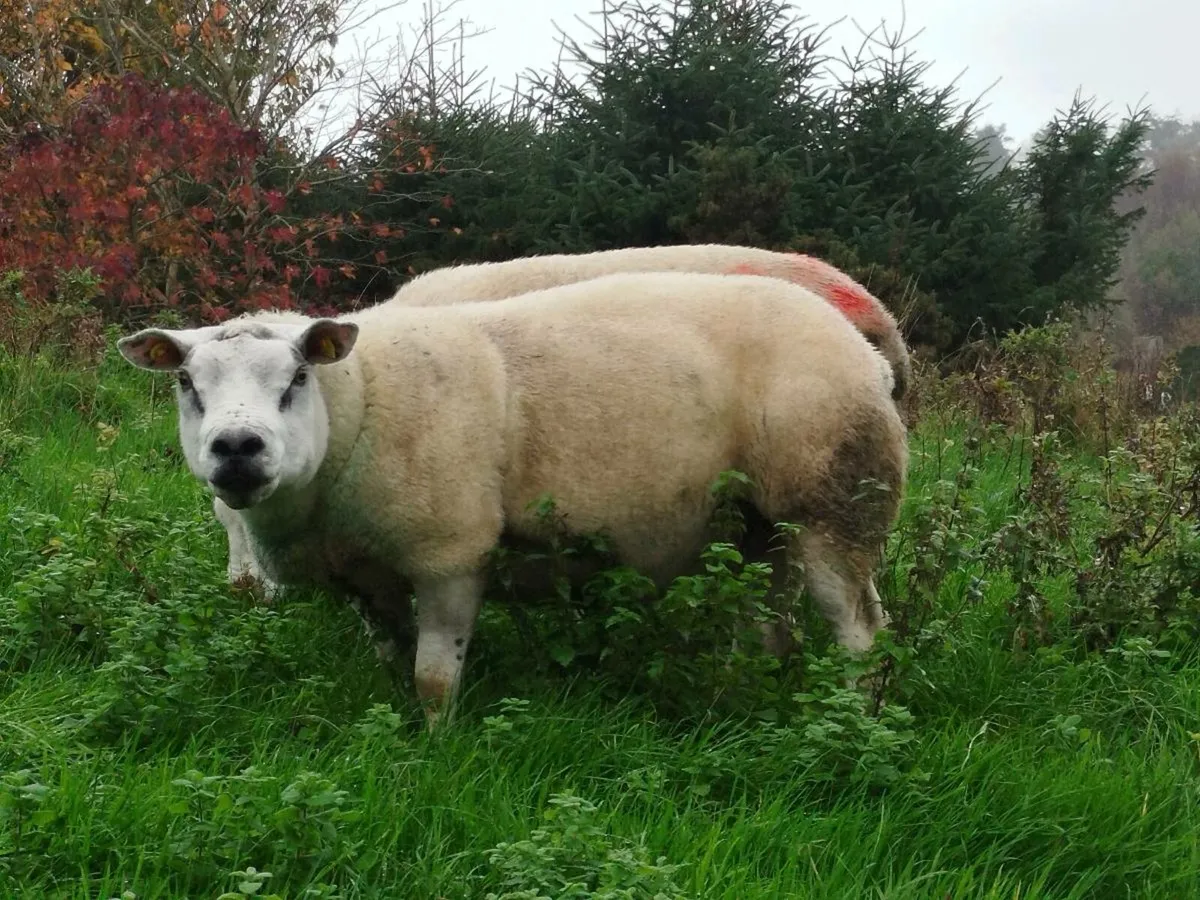 2 PBNR 3YR OLD TEXAL RAMS - Image 4