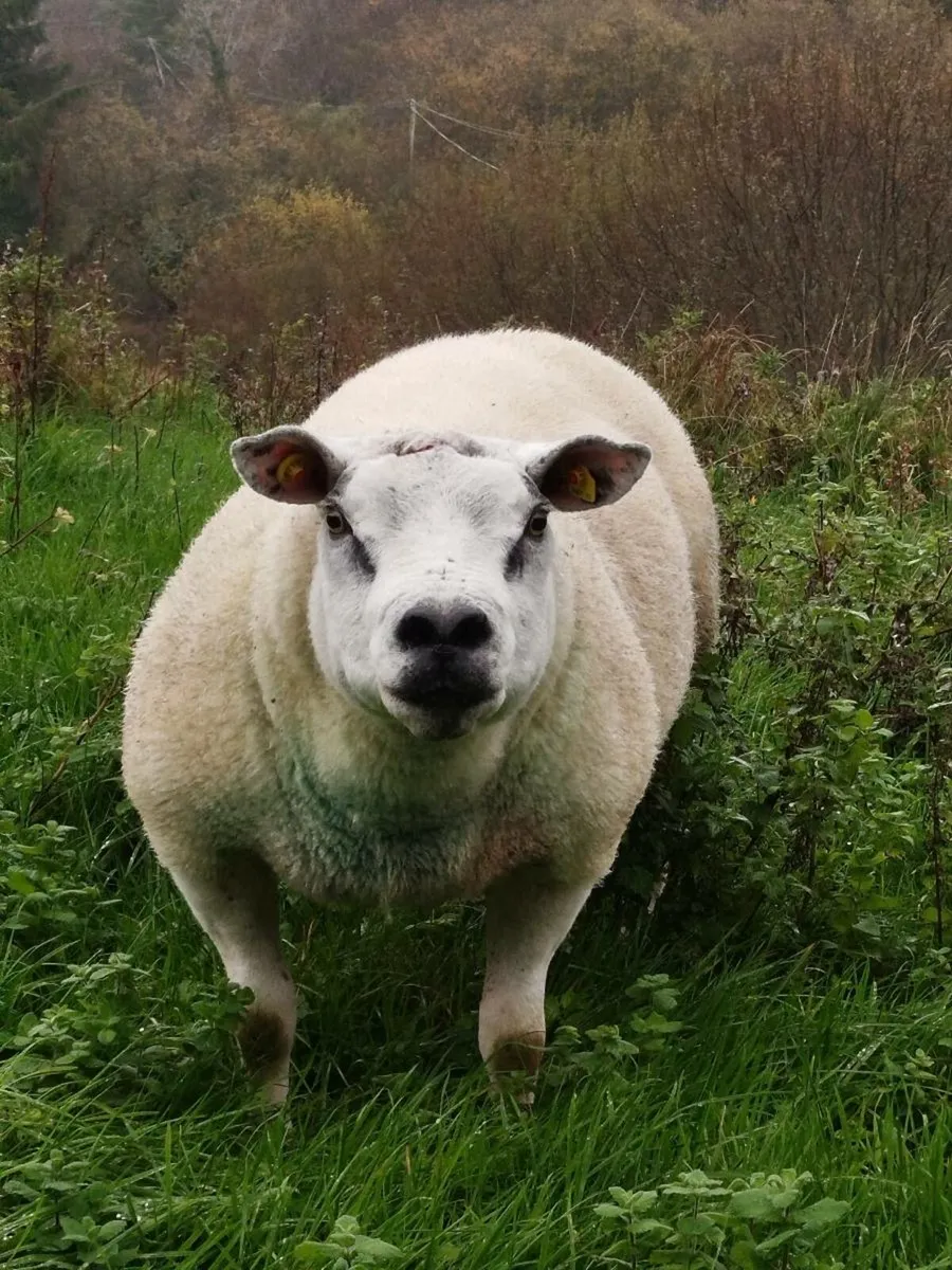 2 PBNR 3YR OLD TEXAL RAMS - Image 1