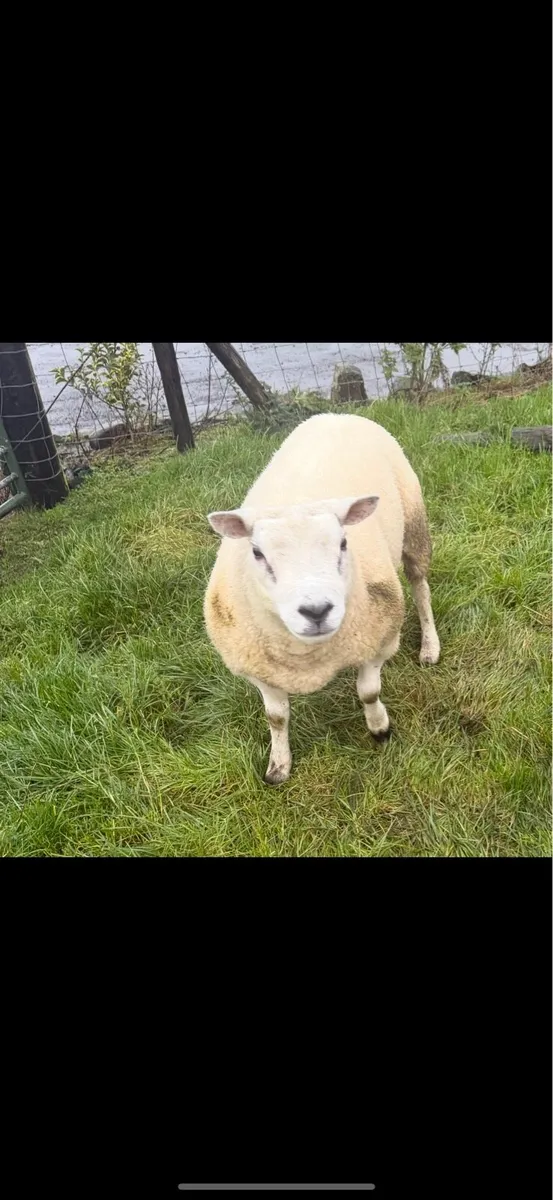 Texel rams - Image 1