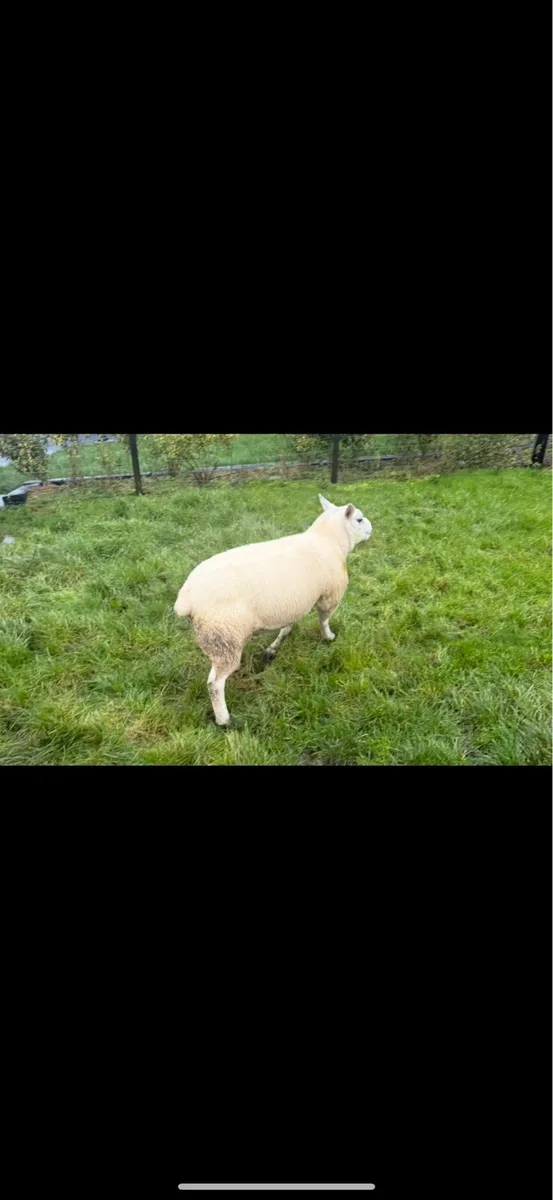 Texel rams - Image 2