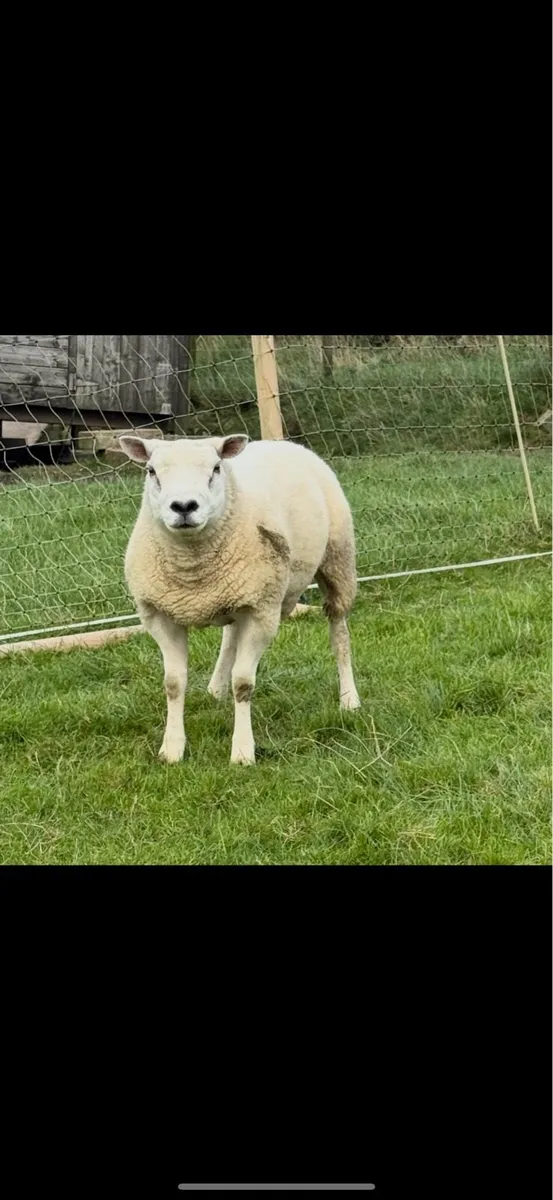 Texel rams - Image 3