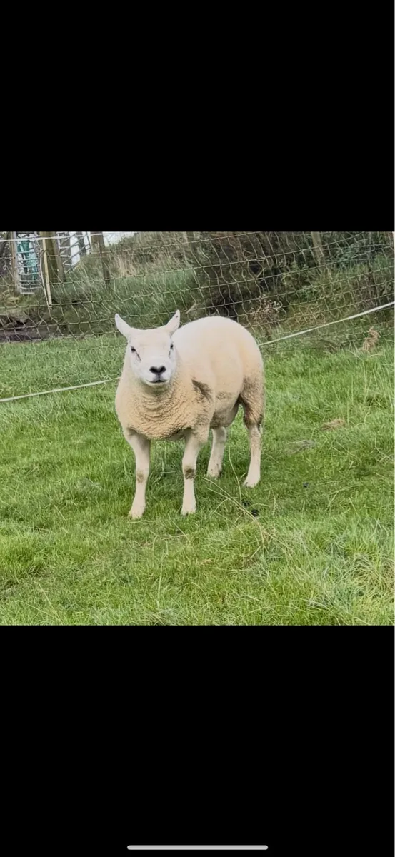 Texel rams - Image 4