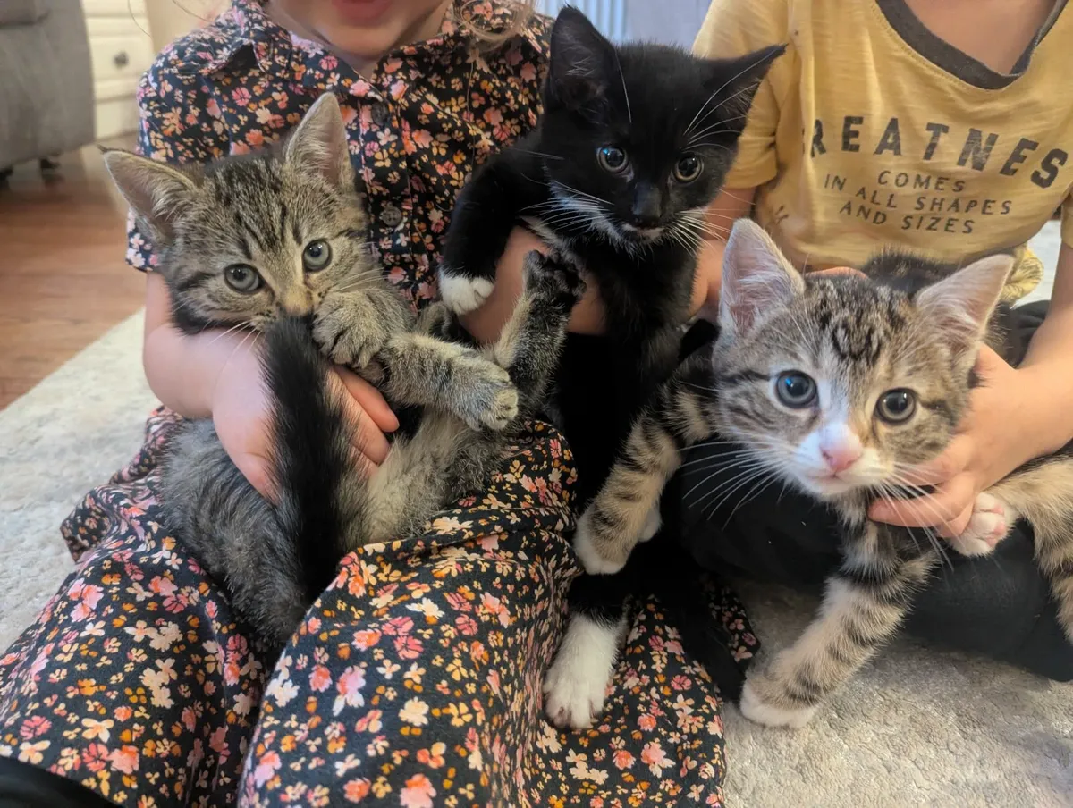 3 Kittens - Image 1