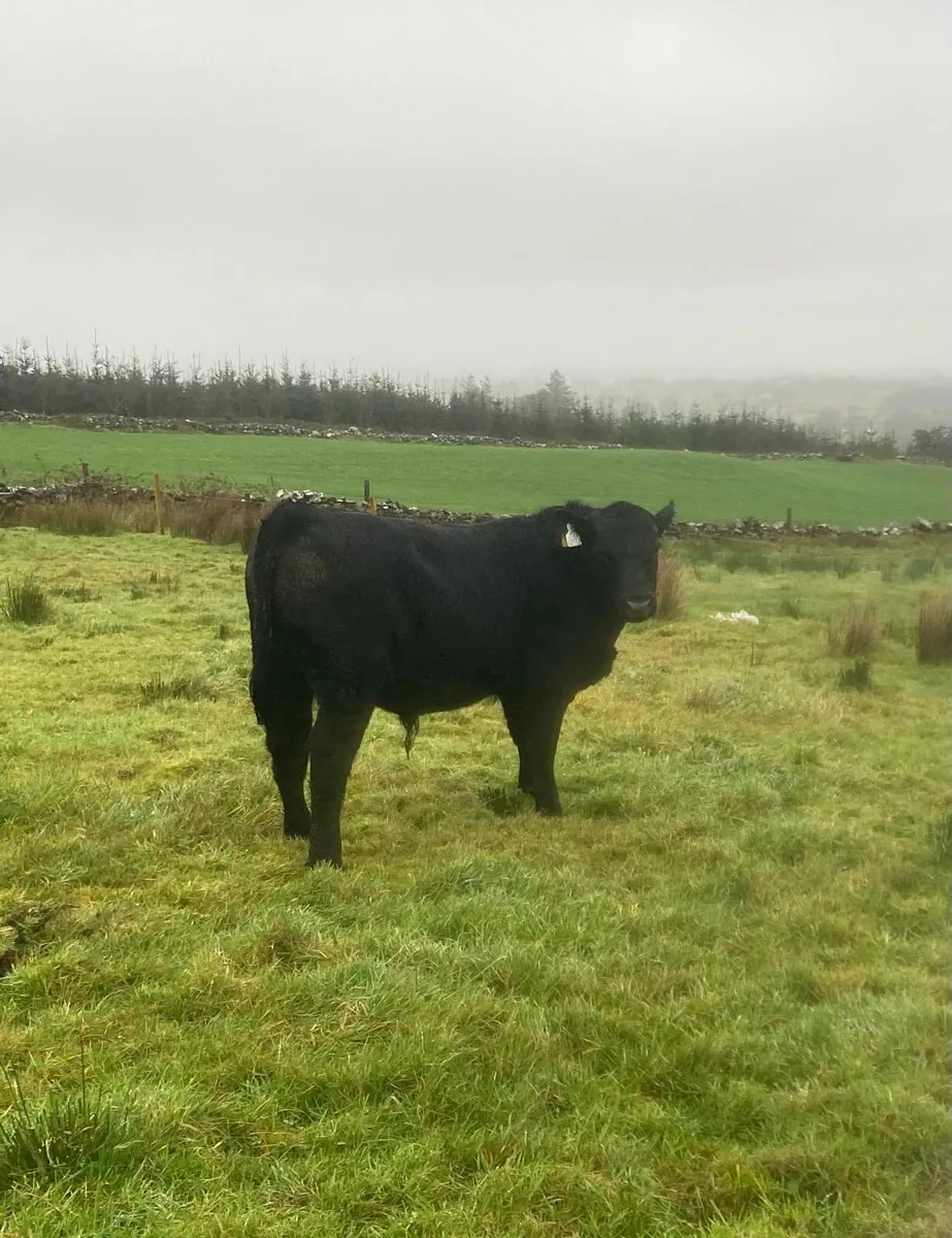 Angus bulls - Image 1