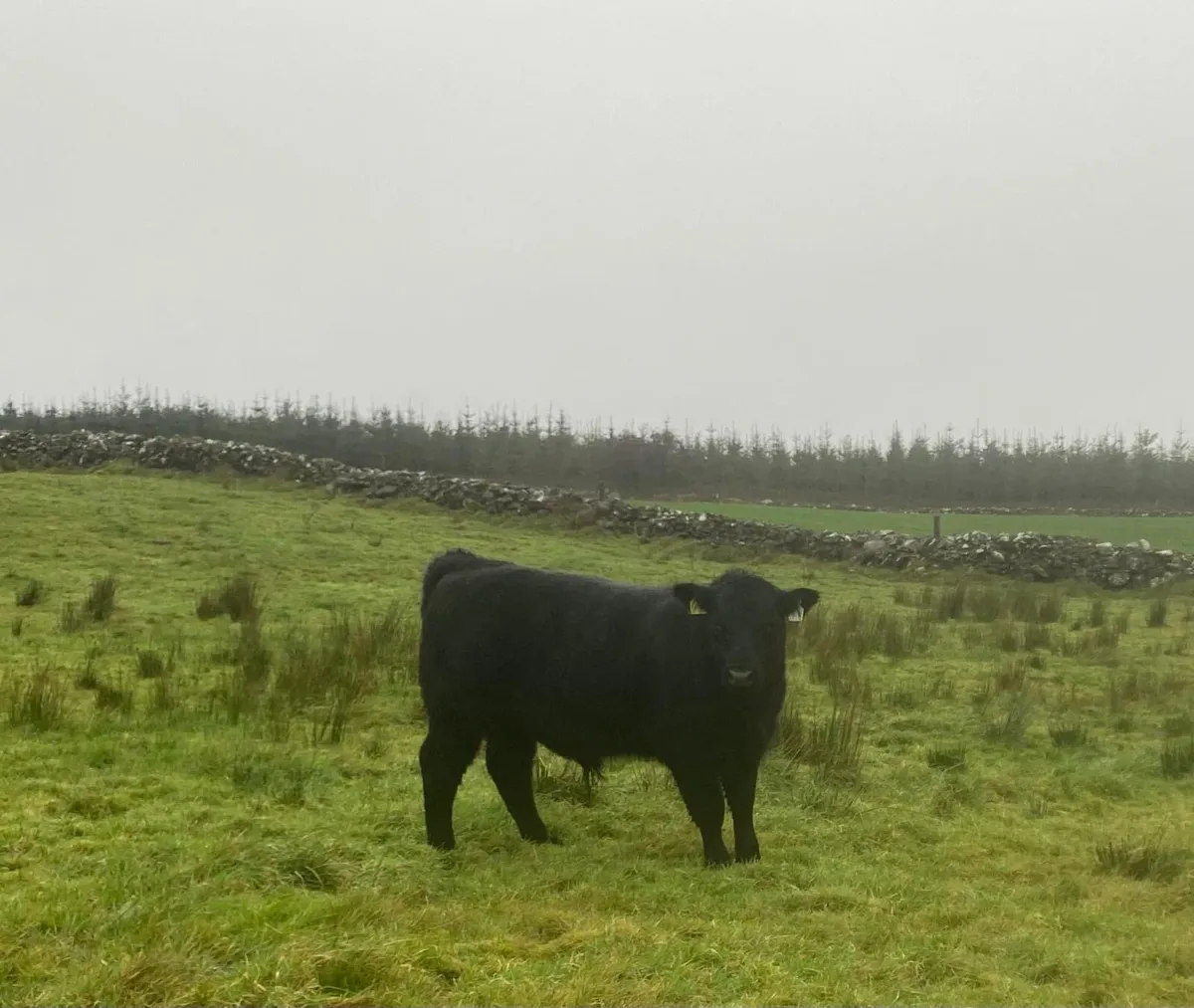 Angus bulls - Image 2
