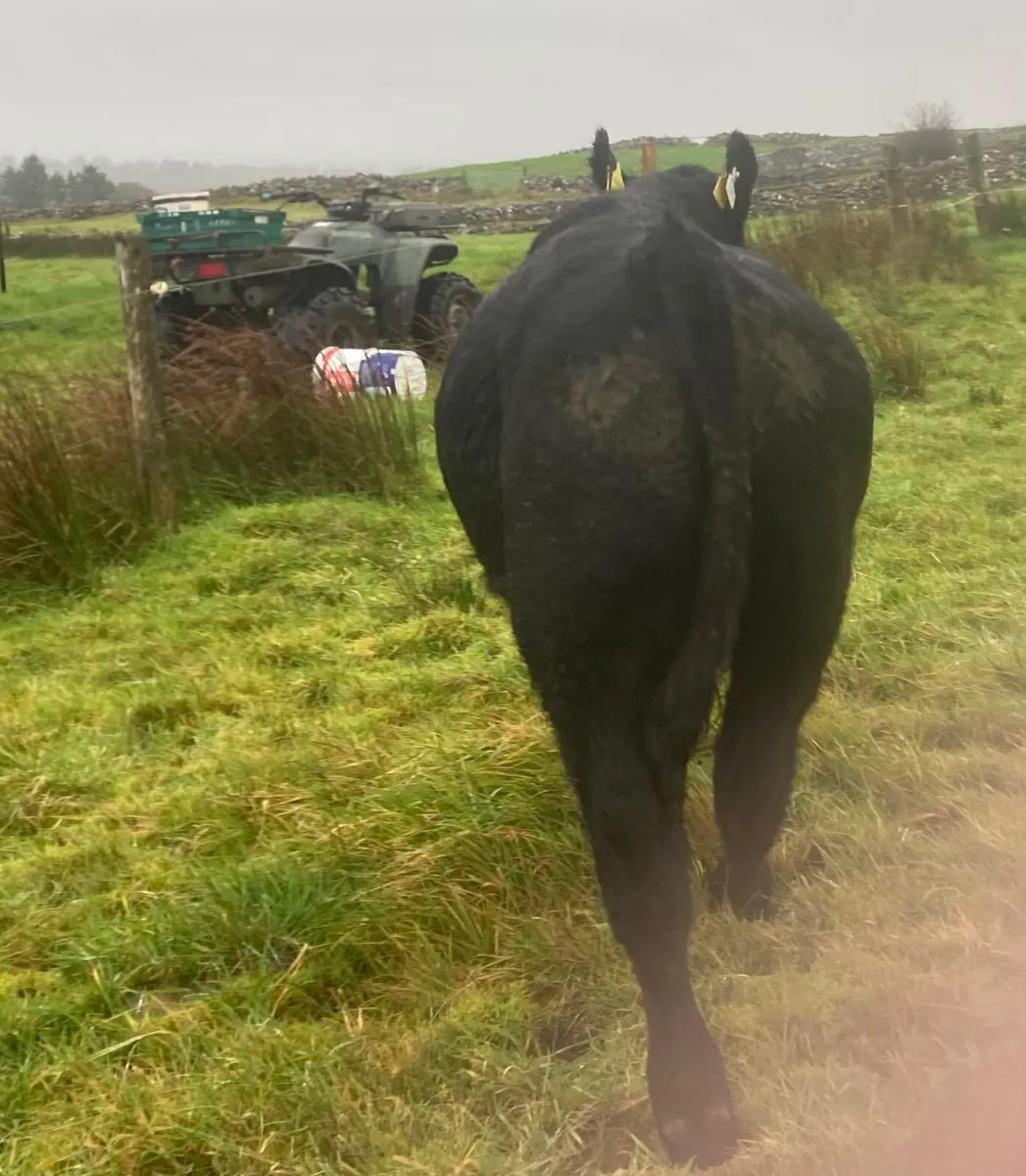 Angus bulls - Image 3