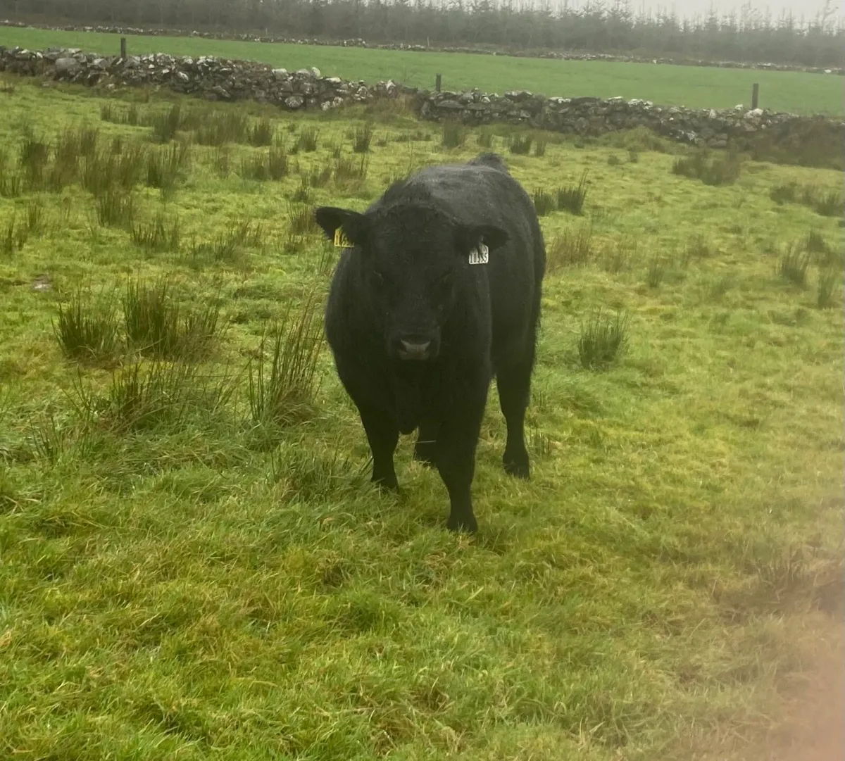 Angus bulls - Image 4