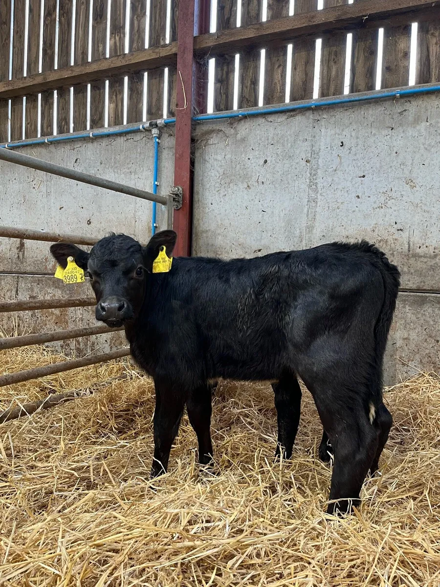 7 Quality Bulls - Image 1