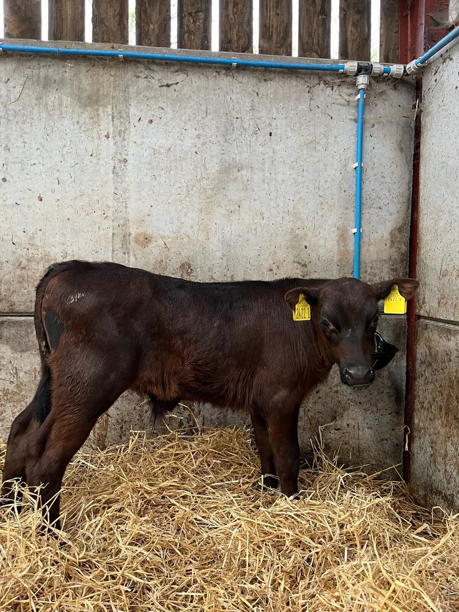 7 Quality Bulls - Image 2