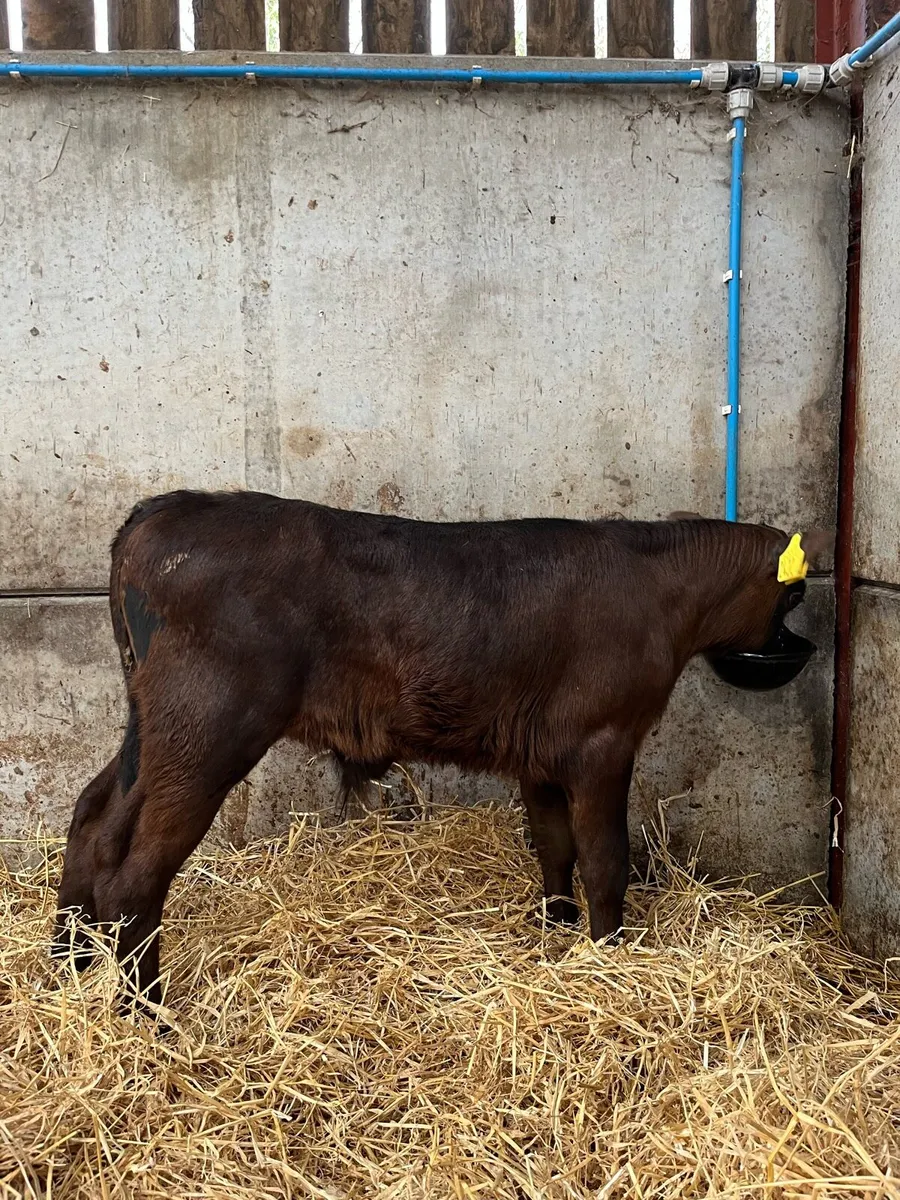 7 Quality Bulls - Image 3