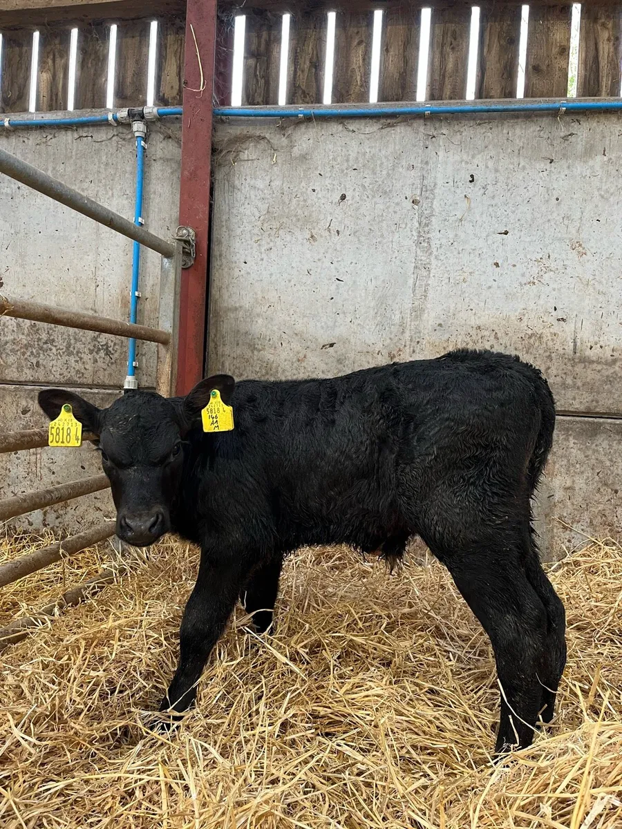 7 Quality Bulls - Image 4