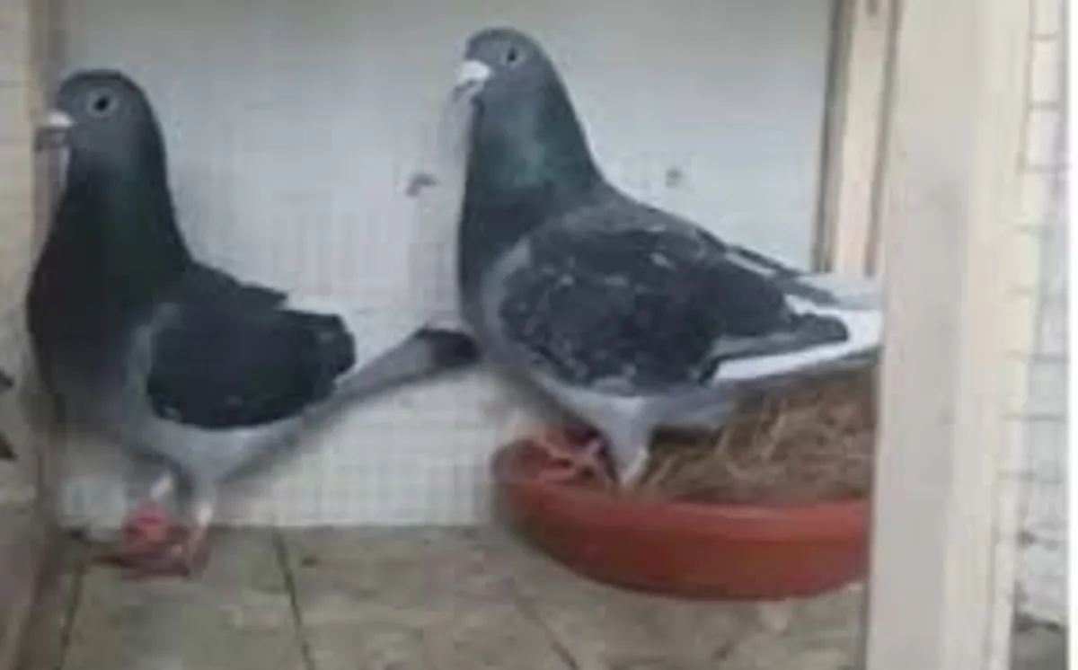 Jan Ardens stock birds ideal for new starter