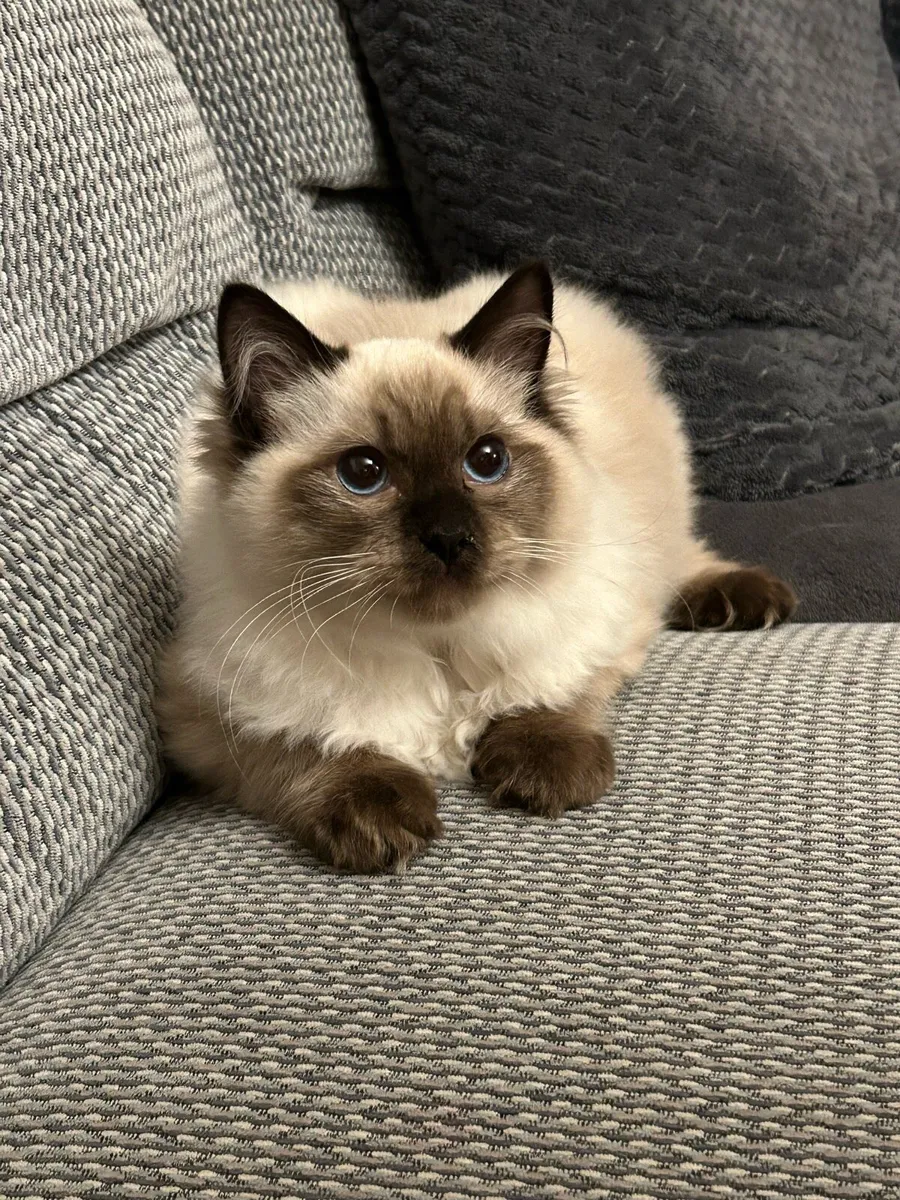 Ragdoll kittens - Image 1