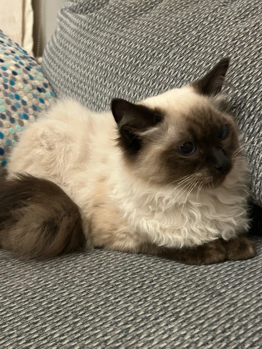 Ragdoll kittens - Image 2