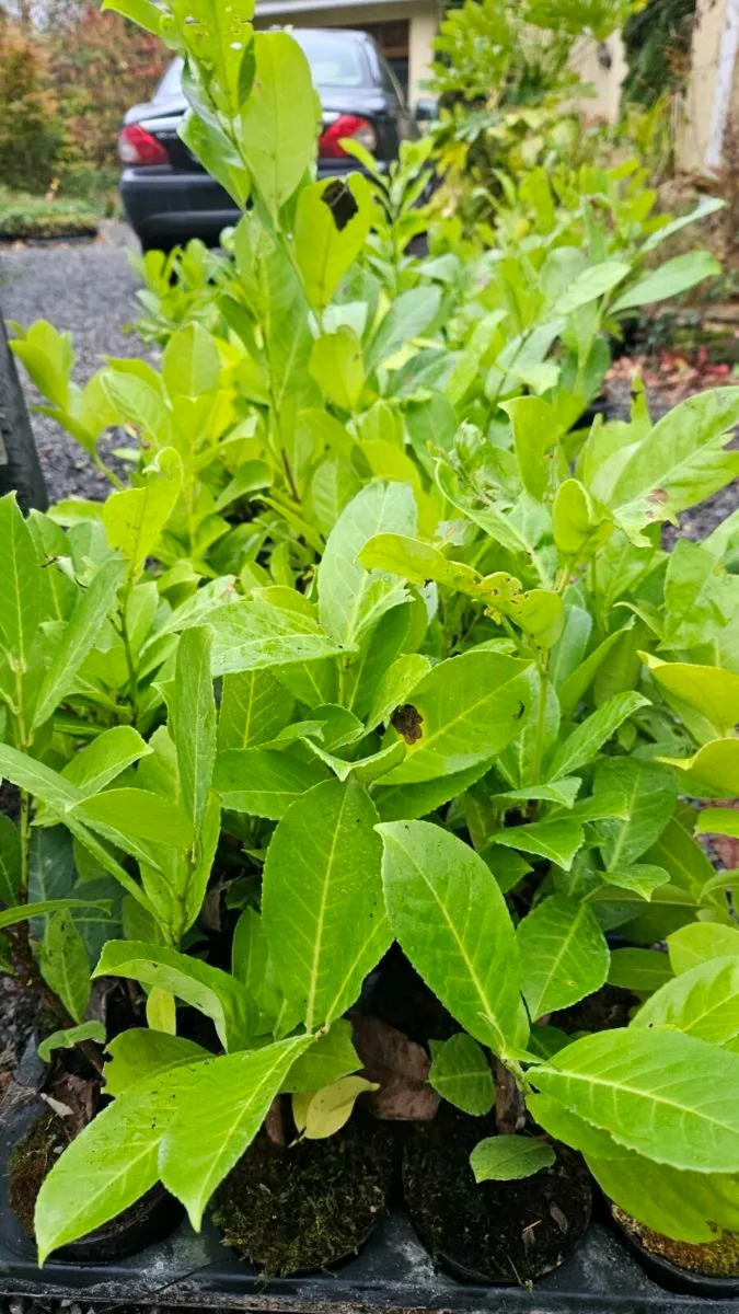 Potted Laurel Hedging, 2ft high - Image 1