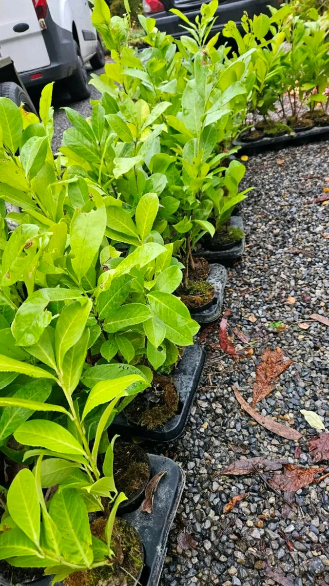 Potted Laurel Hedging, 2ft high - Image 2